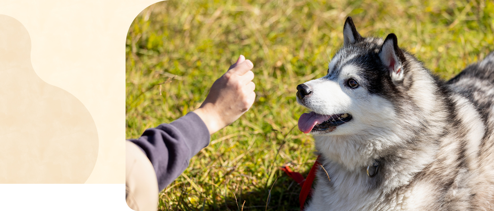 Dog School Yoku Mana
